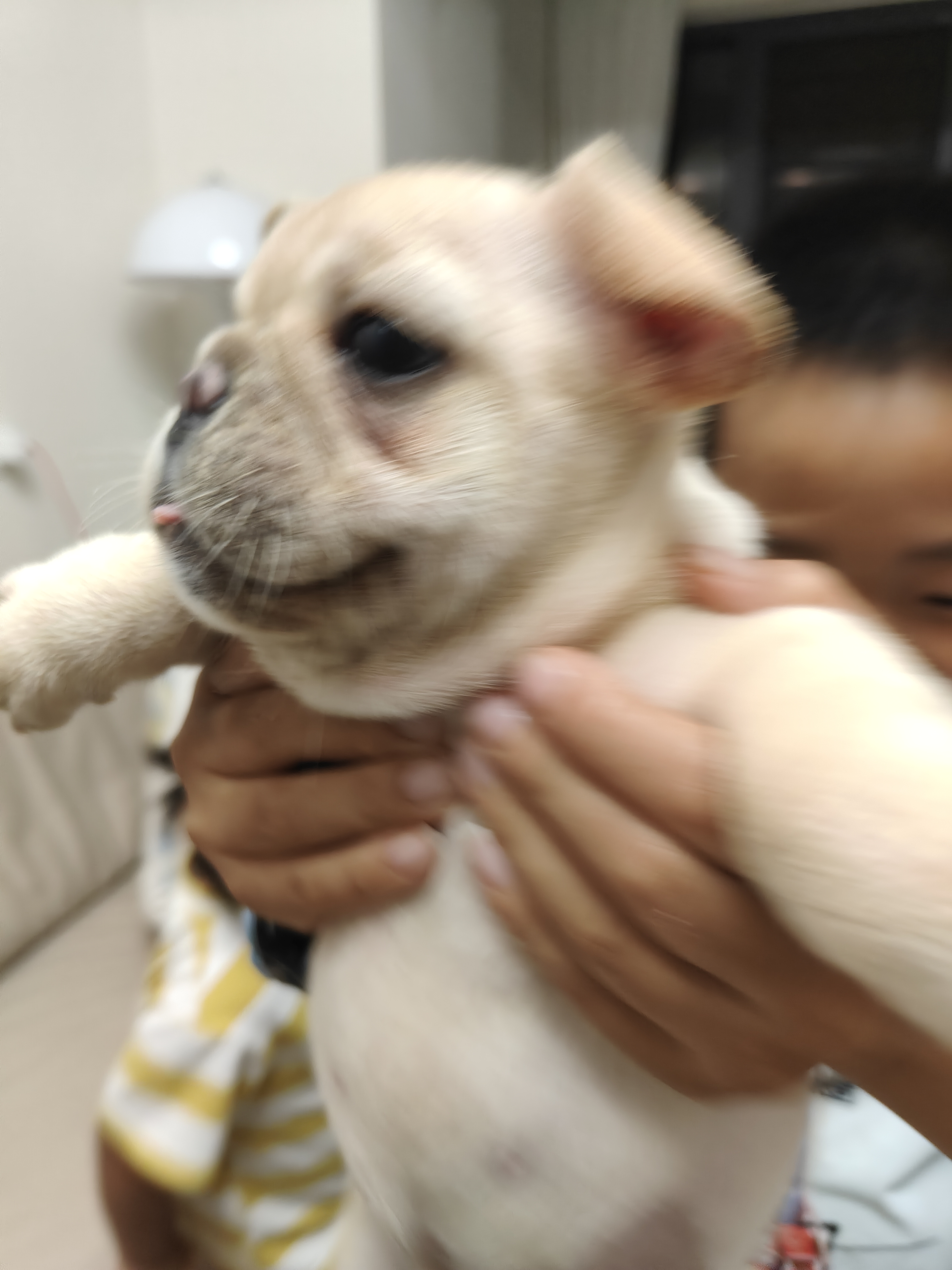 纯种短体法国斗牛犬，自家狗子生的